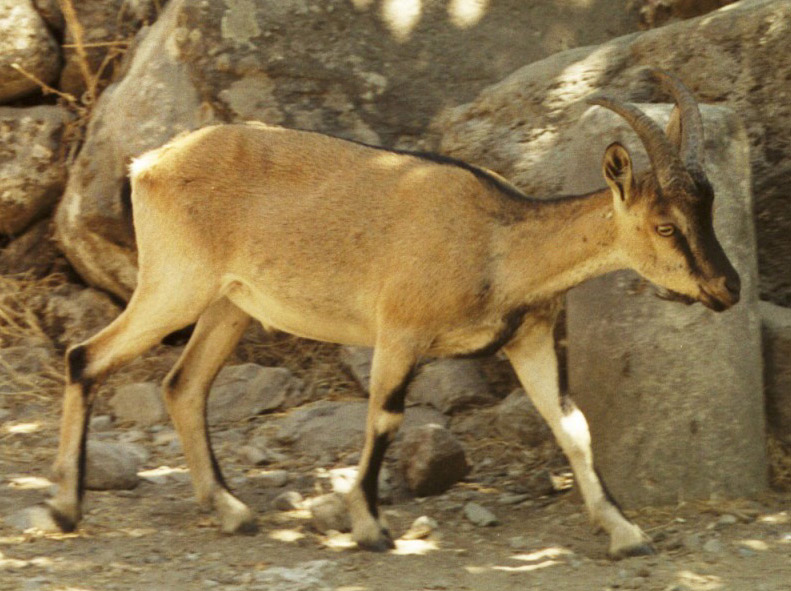 ⭐ Travel Guide for Island Crete ⛵, Greece❗ - Cretan ibex