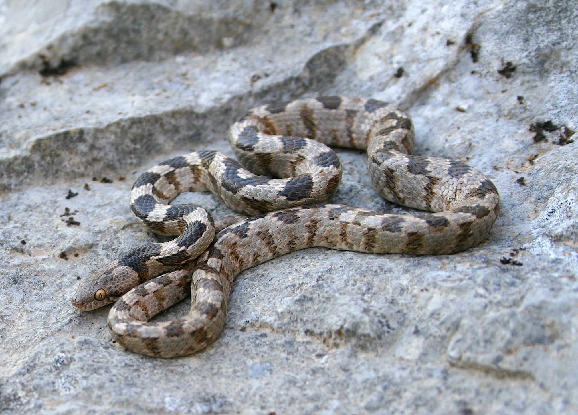 Змеи в турции. Кошачья змея (Telescopus fallax). Гюрза змея Турция. Змея черноголовый полоз. Песчаный удавчик.
