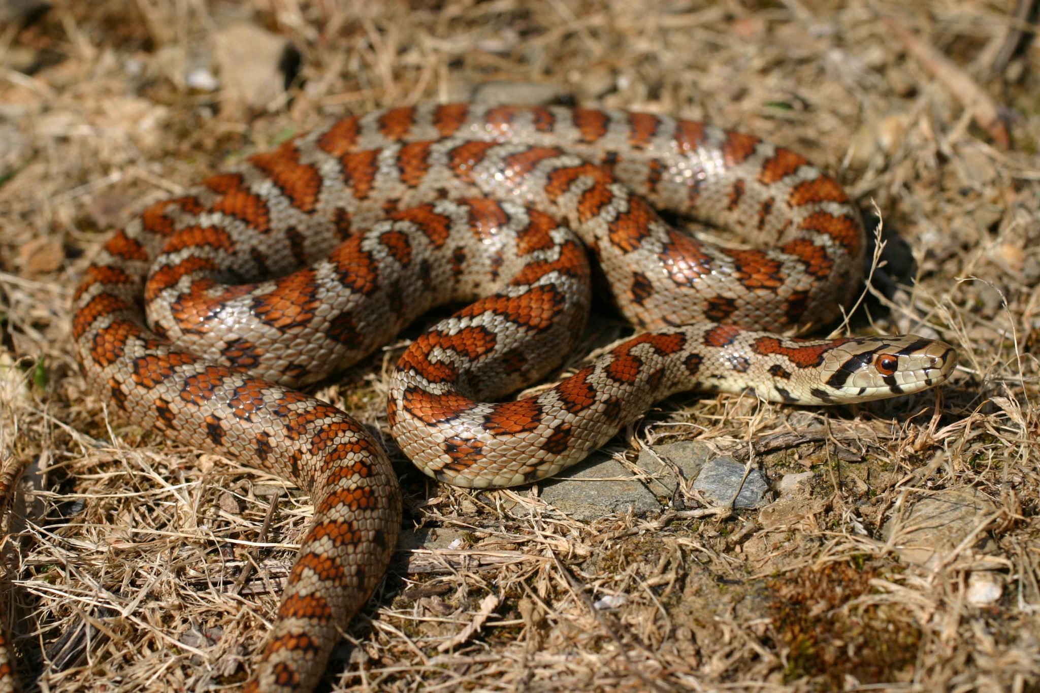 Travel Guide For Island Crete Greece Leopard Snake Travel Guide For Island Crete Greece Leopard Snake
