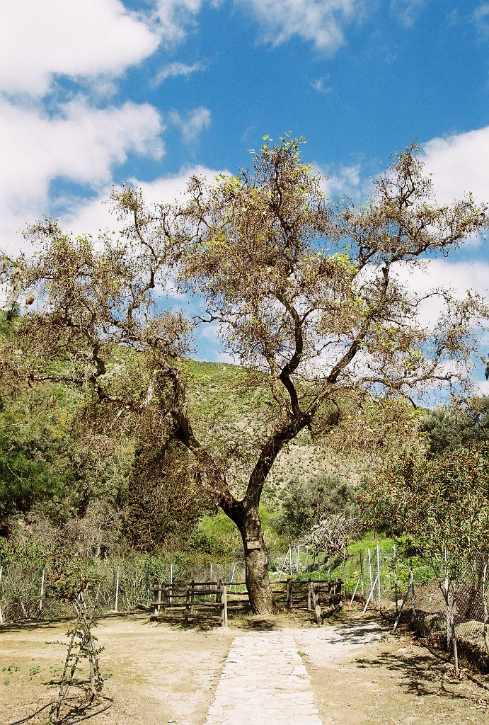 The plane tree of Gortyn The plane tree of Gortyn