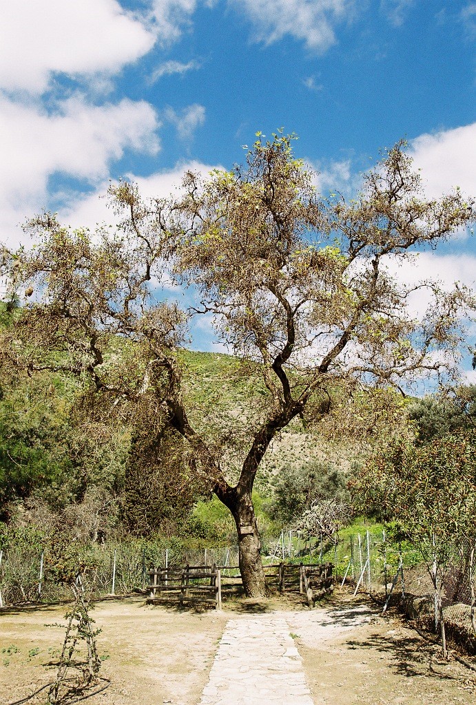 The plane tree of Gortyn