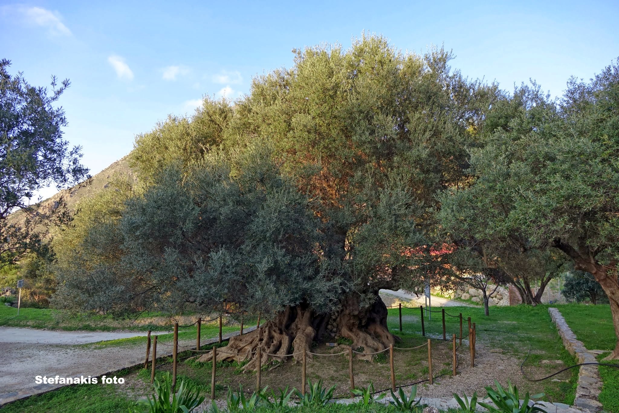 Η Μνημειακή ελιά του Αζοριά Η Μνημειακή ελιά του Αζοριά