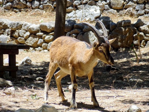 Cretan ibex