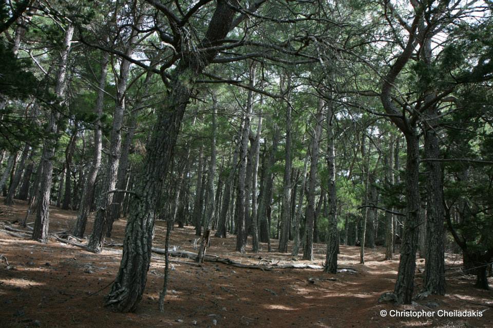 ⭐ Travel Guide for Island Crete ⛵, Greece - Kormokopos Wood and Trail