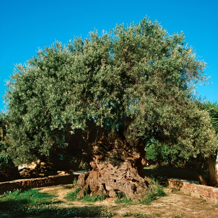 Tourist-Info fr die Insel Kreta , Griechenland  - Vouves Olive Museum