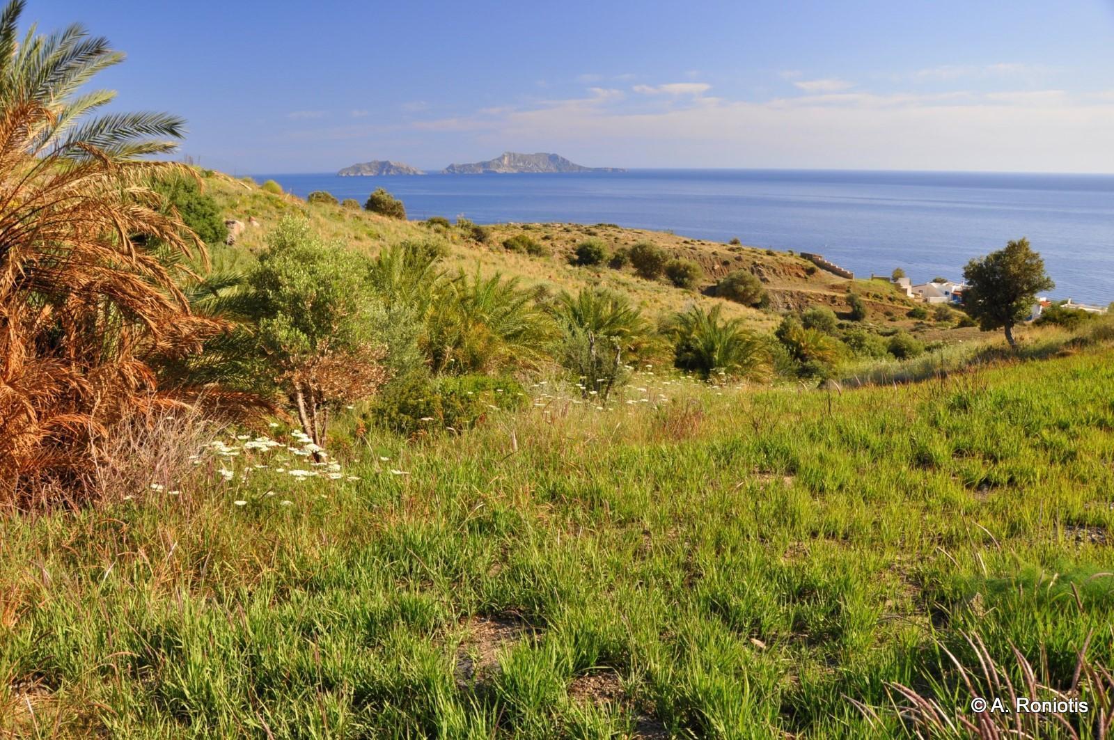 Palmen von Finikidia bei Agios Pavlos