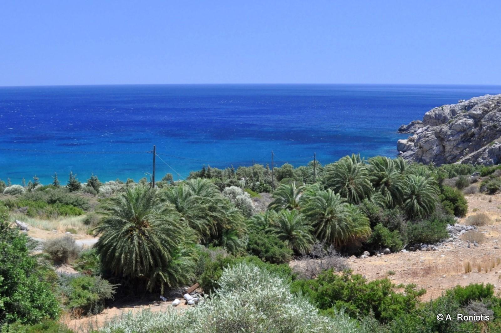 Palmen am Strand von Souda bei Plakias