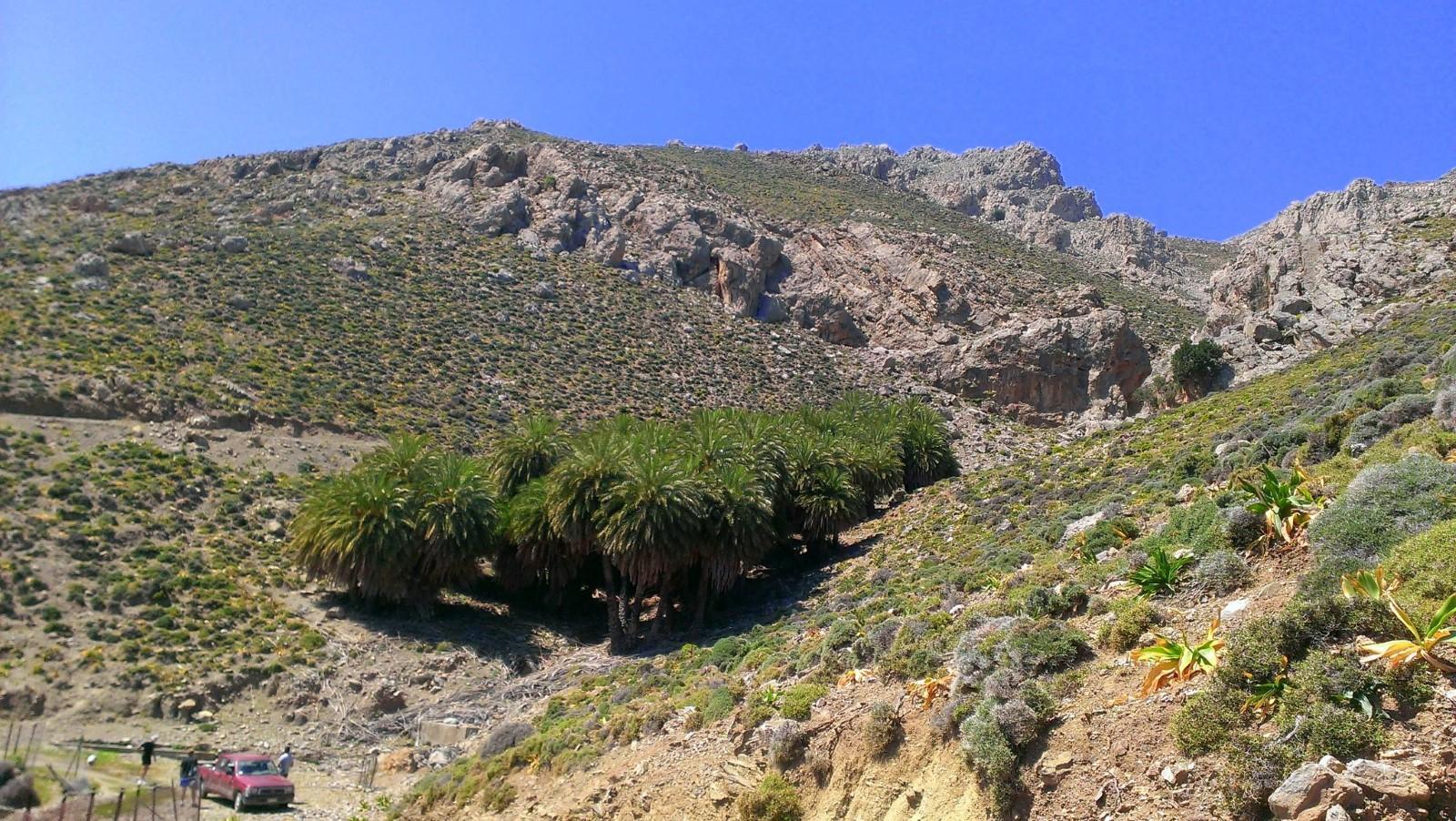 Palmenhain bei Agios Nikitas im Asterousia-Gebirge