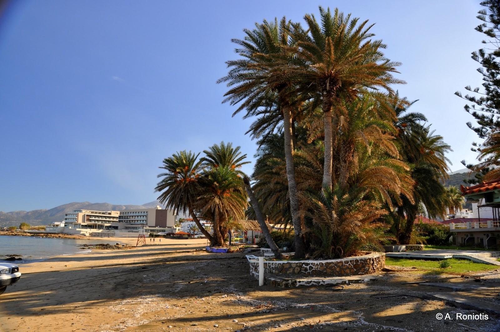 Natürliche Palmengruppe am Strand von Stalida