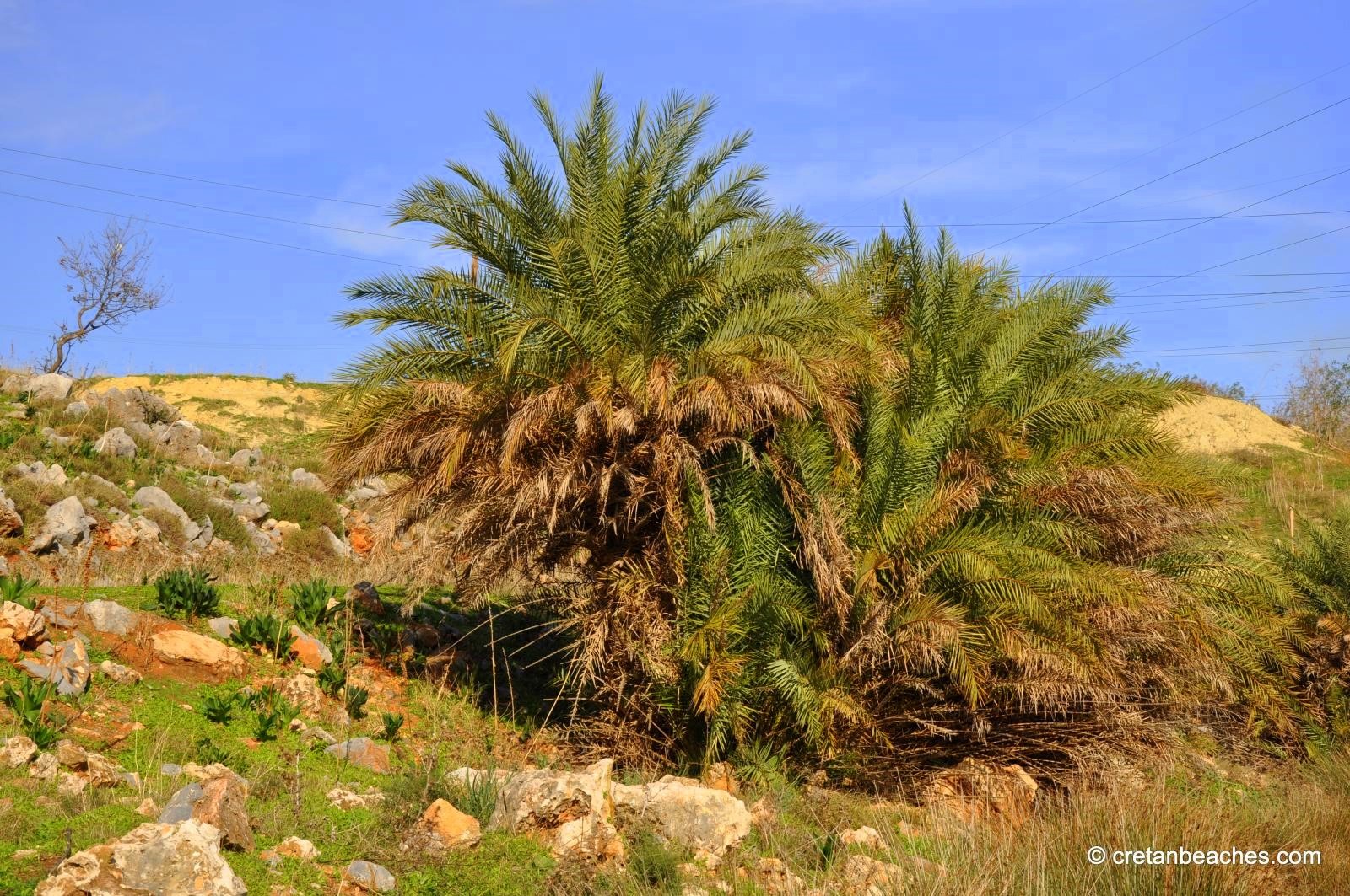 Palmen entlang des Flusses Almiros bei Gazi