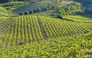 Критские виноградники