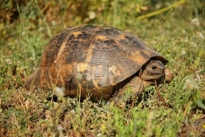 Terrestrische Schildkröten