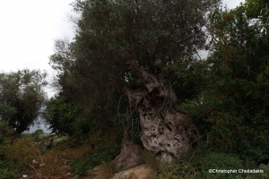 Monumental Olive Tree of Kamara at Deliana