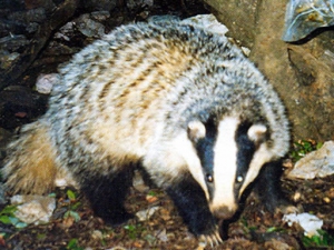 Cretan badger