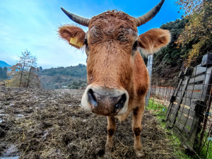 Cow of Crete