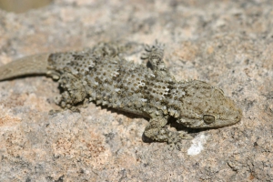 Maurischer Wand Gecko