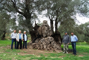 Amari Monumental olive grove