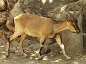 Cretan ibex