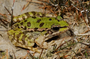 Cretan Frog