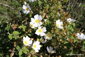 White sage-leaved rock-rose (Cistus salvifolius)