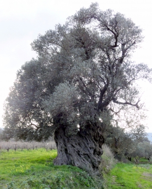Оливковое дерево Панасоса