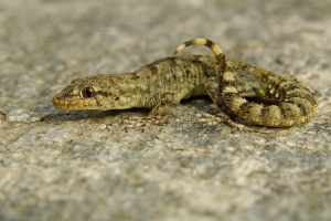 Der Gecko von Kotschy