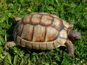 Marginale Schildkröte