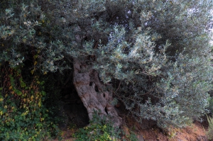 Mathena olive tree