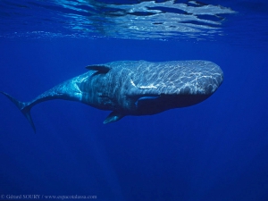 Φάλαινα φυσητήρας