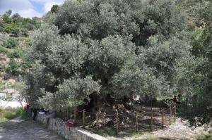 Azorias olive tree