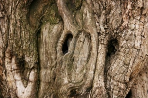 Оливковое дерево Гамбелы