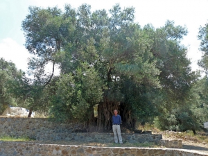 Saint George olive tree at Anissaraki