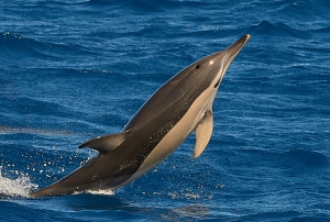 Short-beaked common dolphin