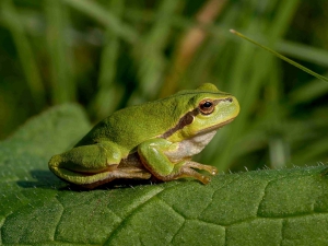 European Tree frog