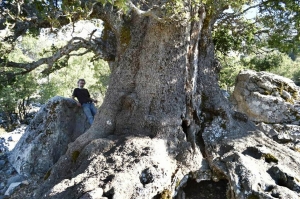 The oak tree of Katharo