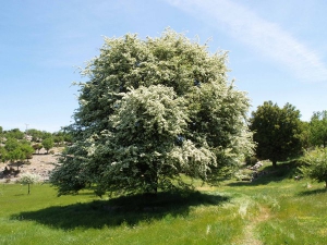 Hawthorn of Zominthos
