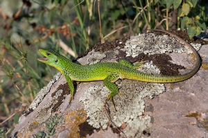 Balkan Green Lizard