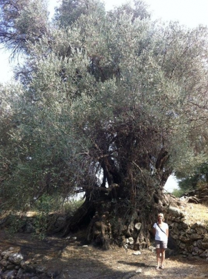 Gre Ele olive tree at Kato Tripodo