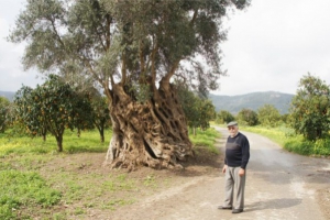 Vatolakkos olive tree