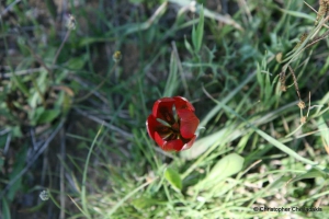 Rote kretische Tulpe