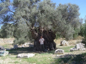 Оливковое дерево в Камилари