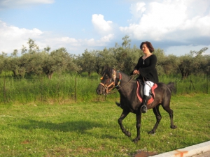 Messara Pferd