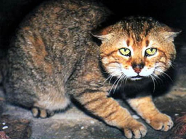 ⭐ Travel Guide for Island Crete ⛵, Greece❗ - Cretan wildcat