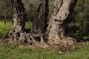 Genna olive tree