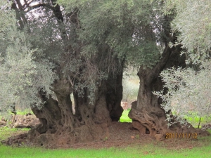 Samonas monumental olive tree