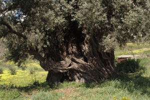 Оливковое дерево Палиамаса