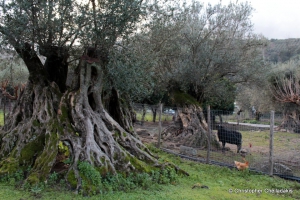 Palea Roumata olive tree