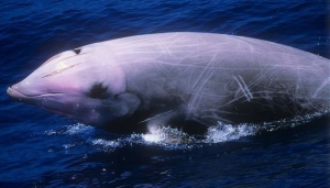 Cuvier&#039;s Beaked Whale