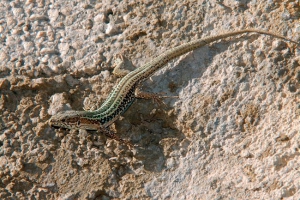 Cretan wall lizard