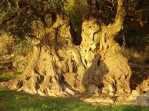 Оливковое дерево на Аеринос